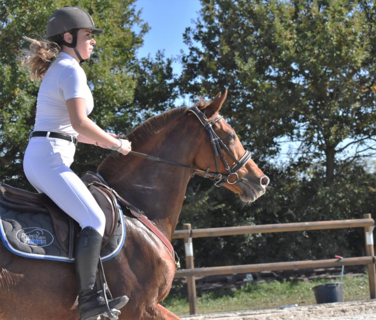 Centre équestre - chevaux - cours d'équitation