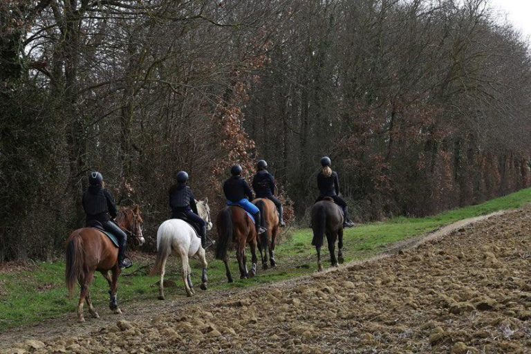 Ecole d'équitation cours enseignement